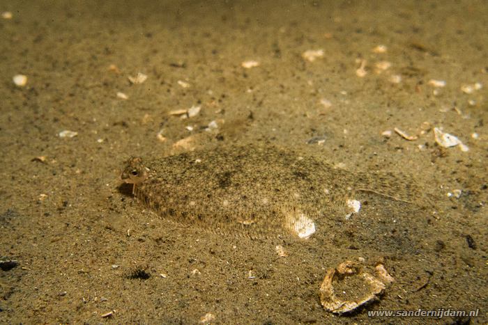 Bot, Scharendijke 23-5-2014